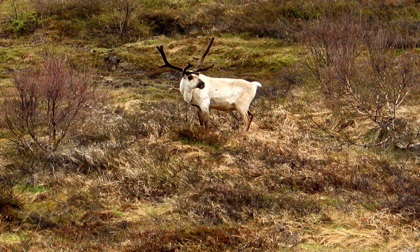 Reindeer in Iceland - NAT